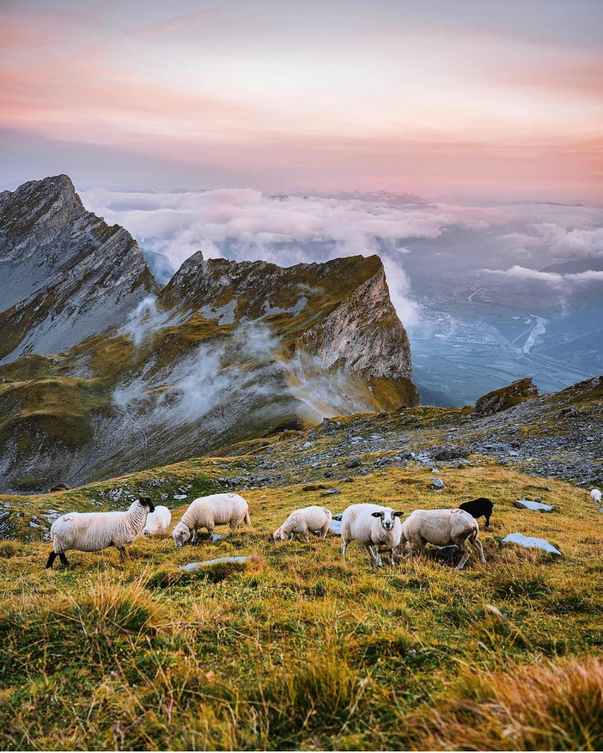 Alpaka, Merino & Schafwolle